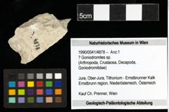 Foto (Objekt + Etiketten) von ? Goniodromites sp. 